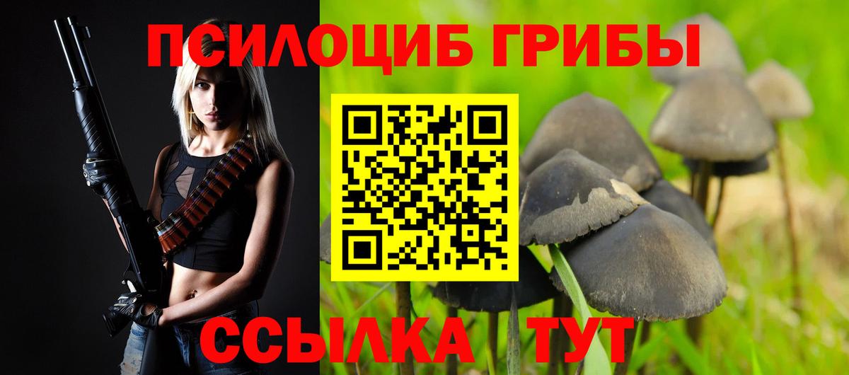 Волхов  Псилоцибиновые грибы MAGIC MUSHROOMS  Вход с VPN  Псилоцибиновые грибы прущие грибы 